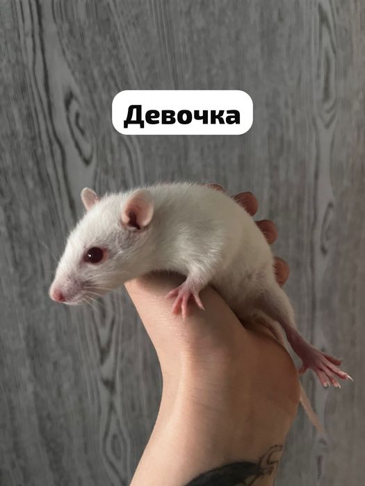 Продаю домашних крысят