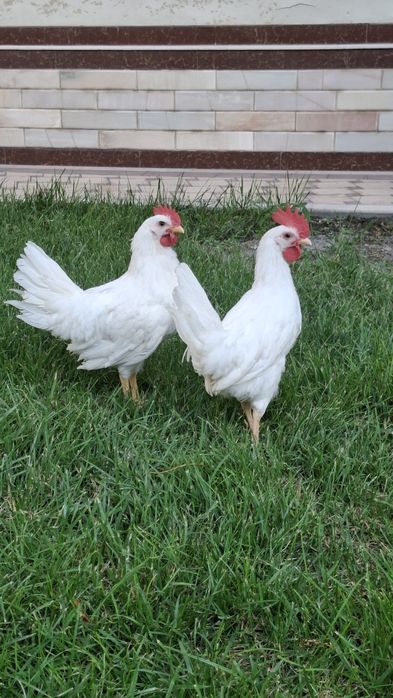 Leggorn xoʻrozlari 2 oylik qichqirdi