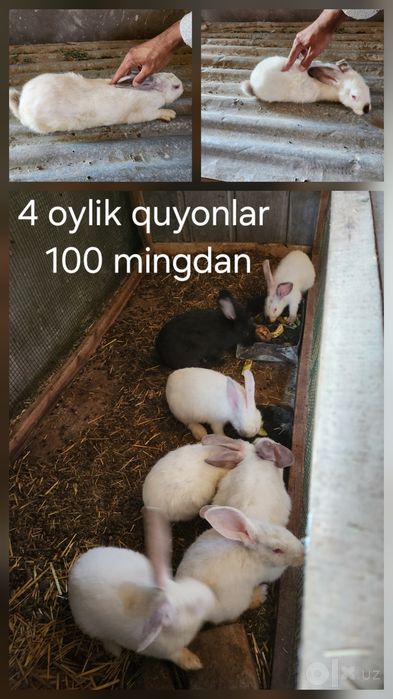 Bozordan orzon sifatli quyonlar