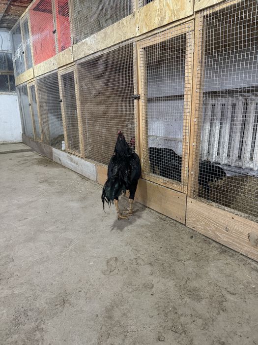 Бойцовый петух продается