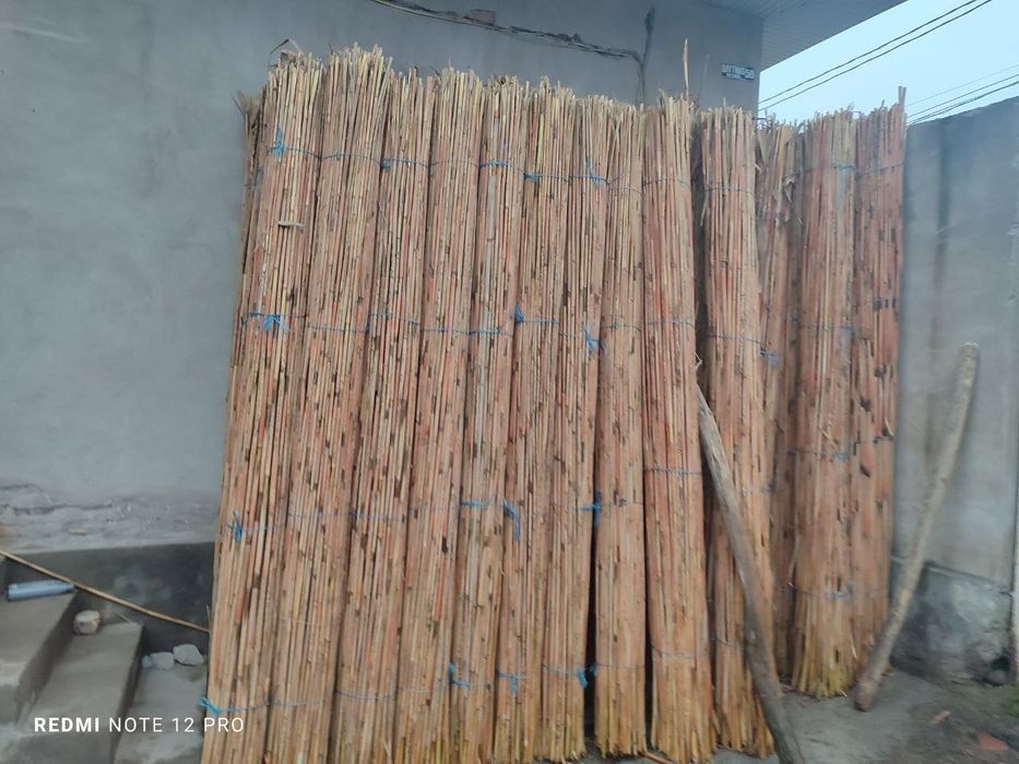 Qamish chiy boyra maxsuloti