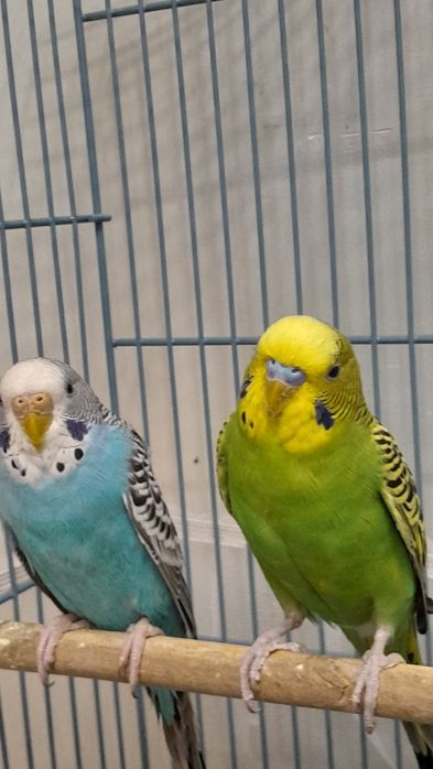 Папугай и клетка