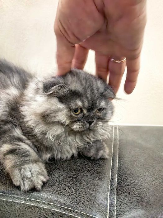 Скотиш Фолд котята mushuqcha - подарок детям Bolalarga eng zo'r sovg'a