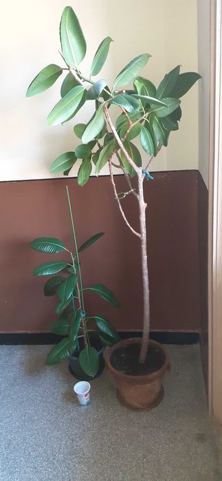 Фикуси (Голям + малък)