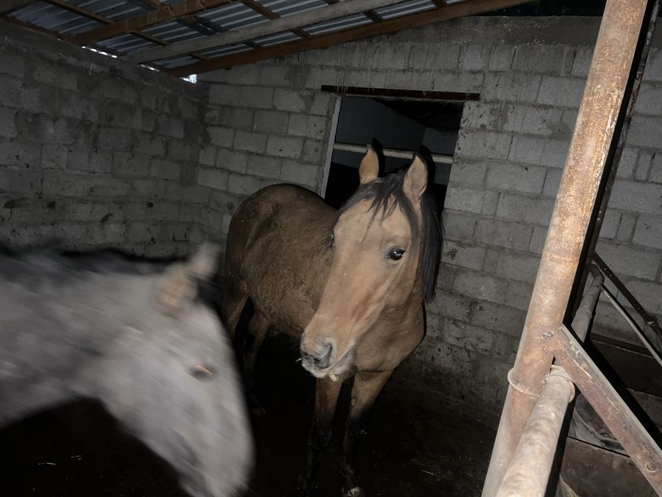 Согым 1.5 жастан 8 жасқа дейін