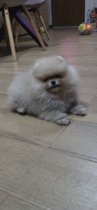 Померанче,мини момиченце с родословие!