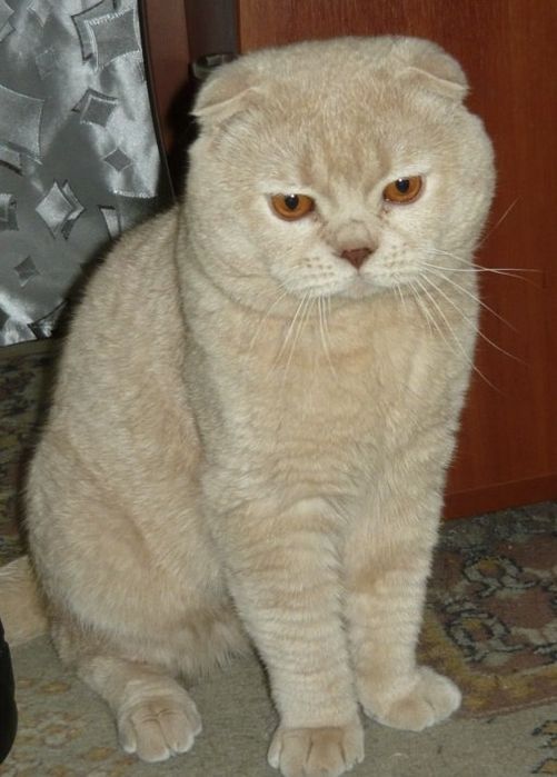 Котята вислоухие мишки Оригинал