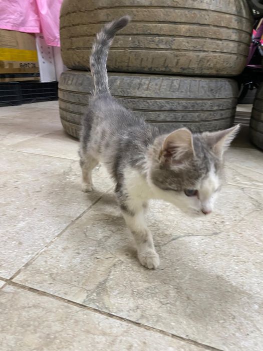 Котёнок девочка!