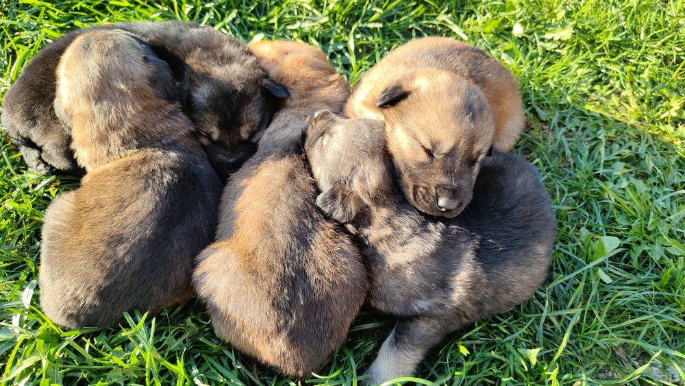 Donez căței de talie medie