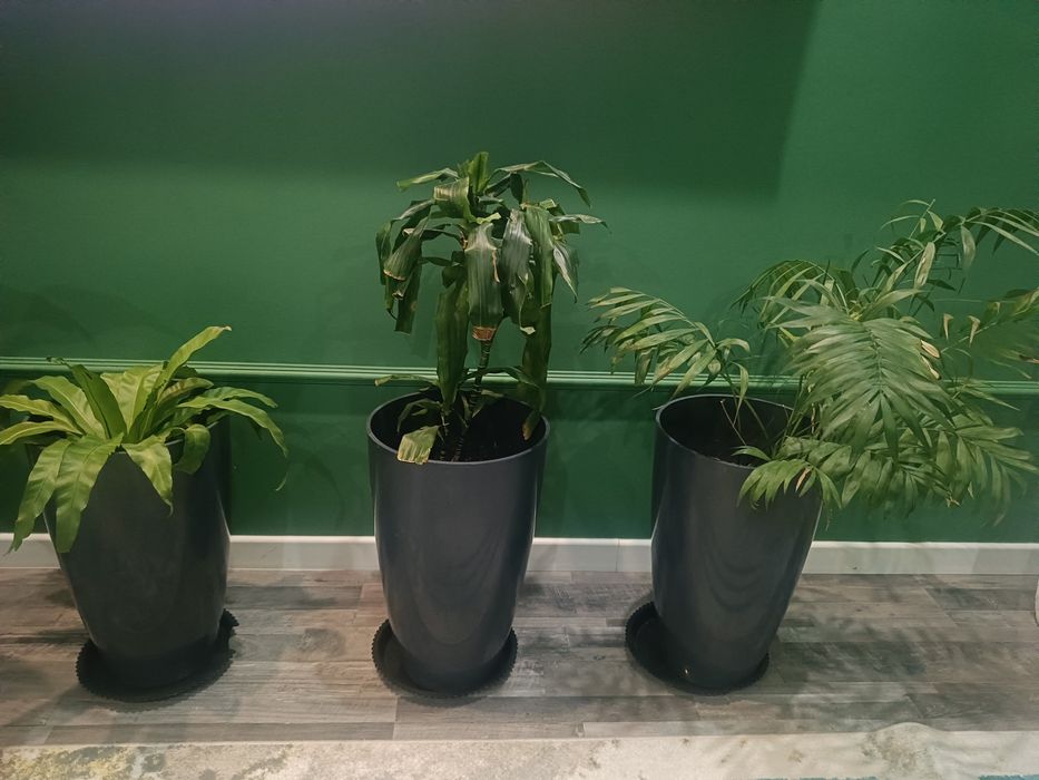 Продам комнатные растения