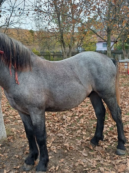 vând mânz de un an și 5 luni