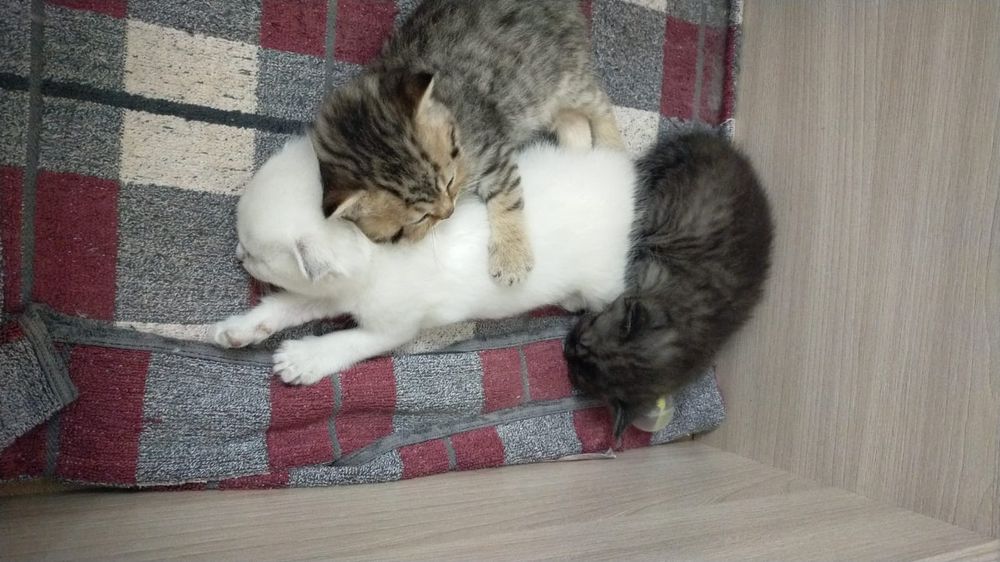 Продам шотландских котят