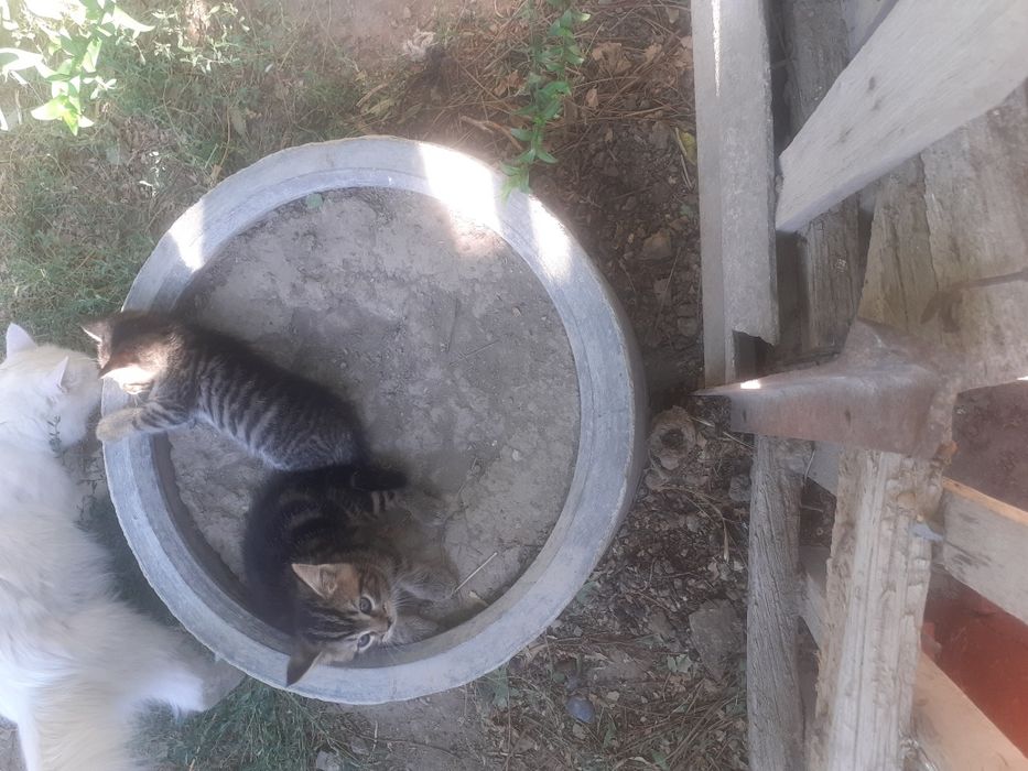 Котята в добрые руки бесплатно