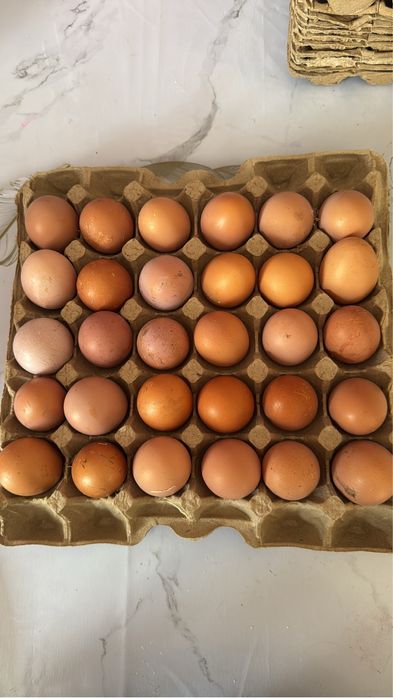 Домашние курицы продам