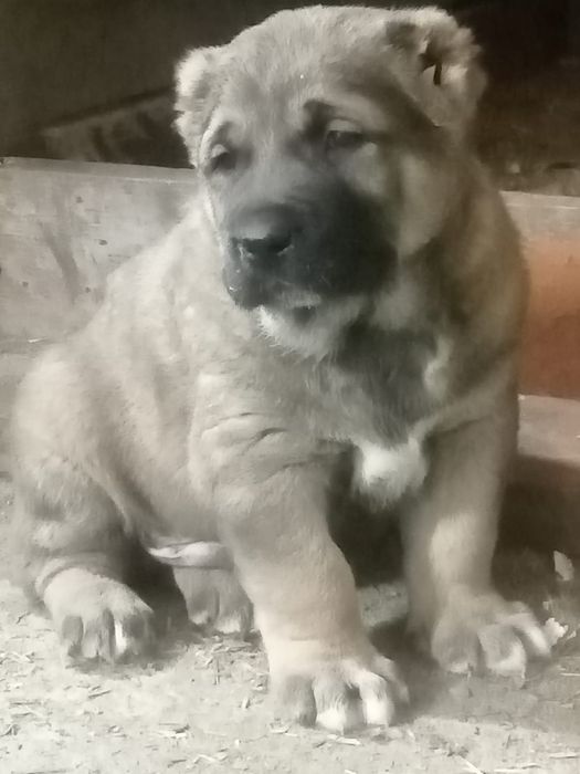 Щенок алабая кобель