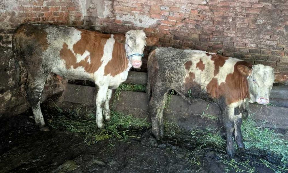 Vaci de calitate superioară – sănătoase, bine îngrijite (Unde Lie)