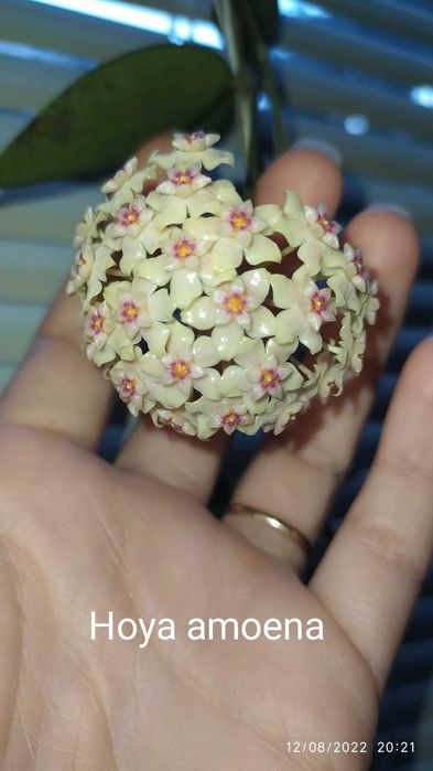 Хоя-восъчно цвете,различни видове