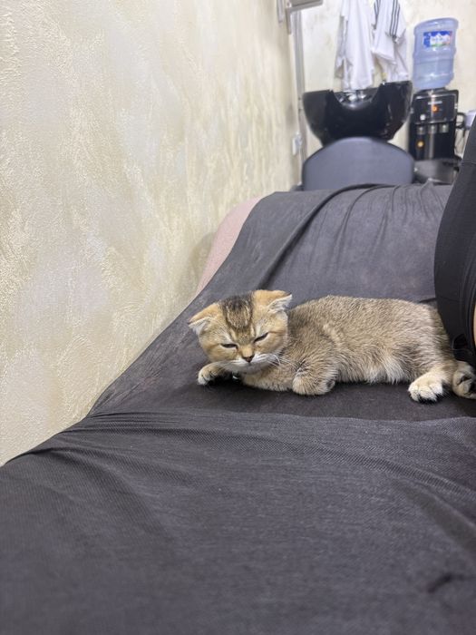 80$ вислоухая кошечка