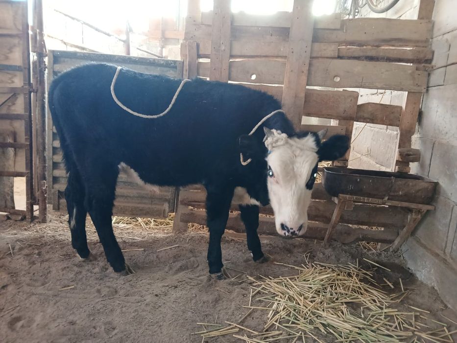 Баспақтар сатылады