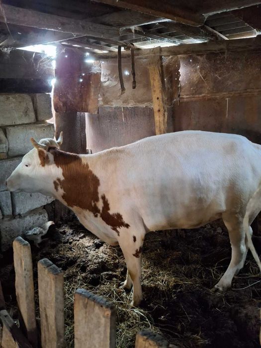 Продам корову откормленную