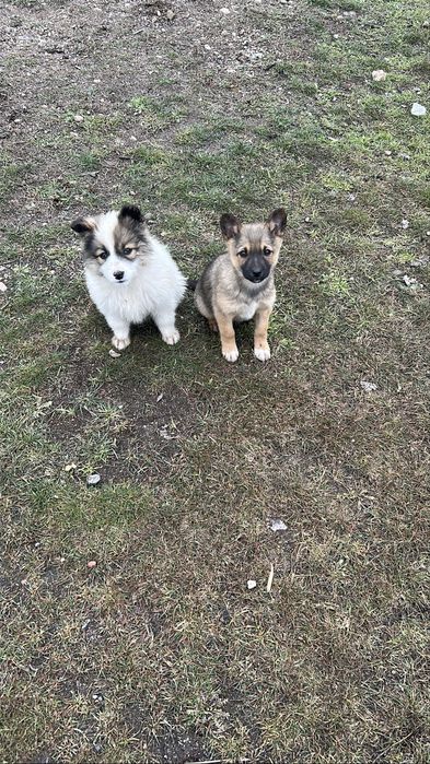 күшіктер,щенки в добрые руки