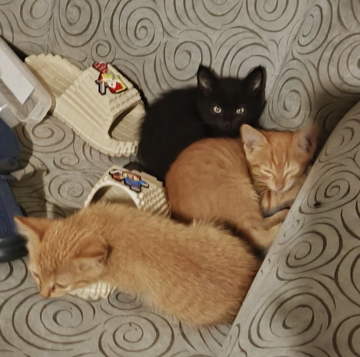 Котята ищут хозяев