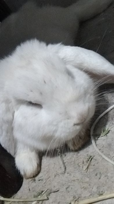 кролик декоративный баран есть прививки и клетка с кормом в подарок