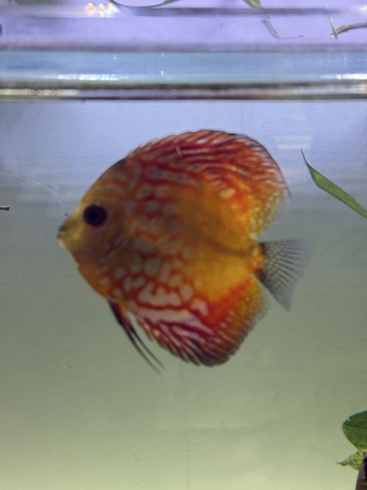 Pesti Discus acvariu