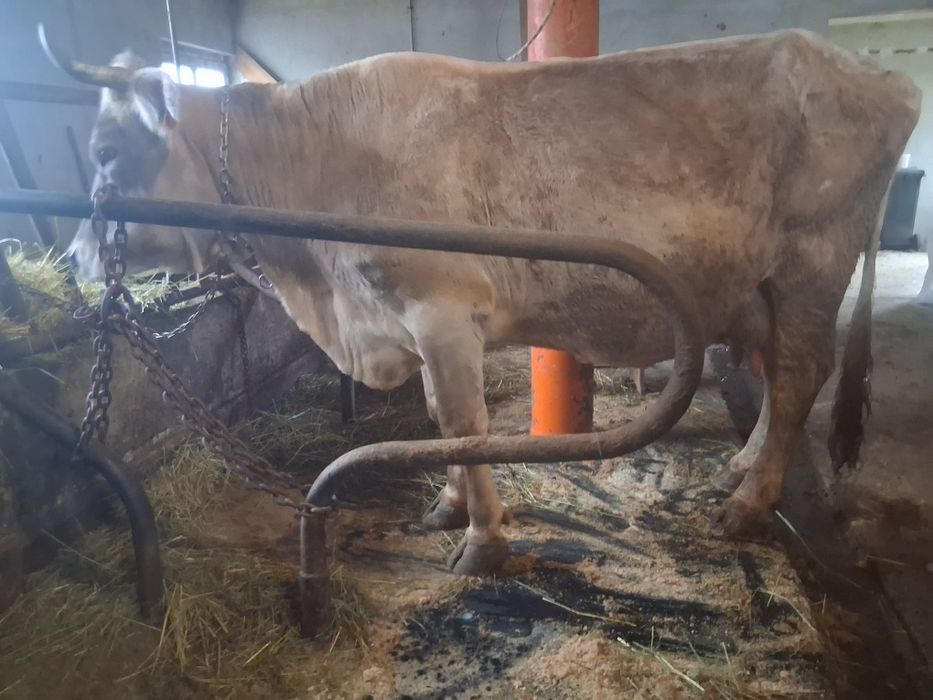 Vacă  de vinzare buna de lapte