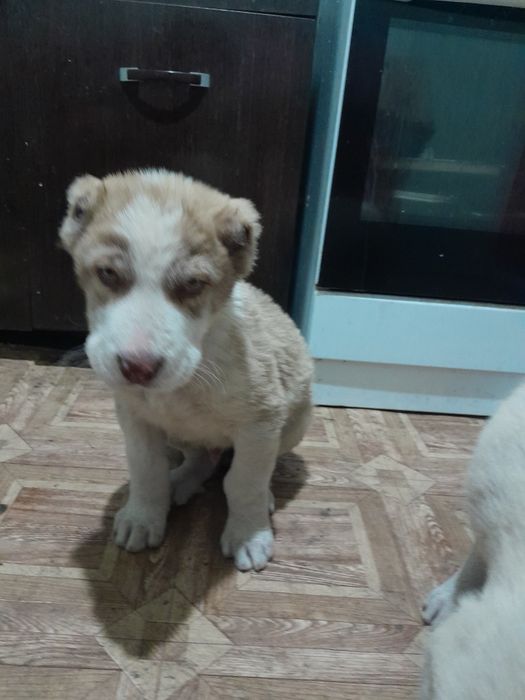 Щенки Алабай Породистые