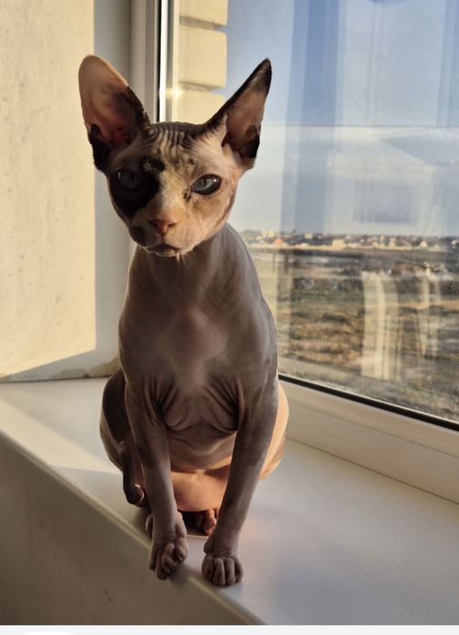 Кошка сфинкс домашняя