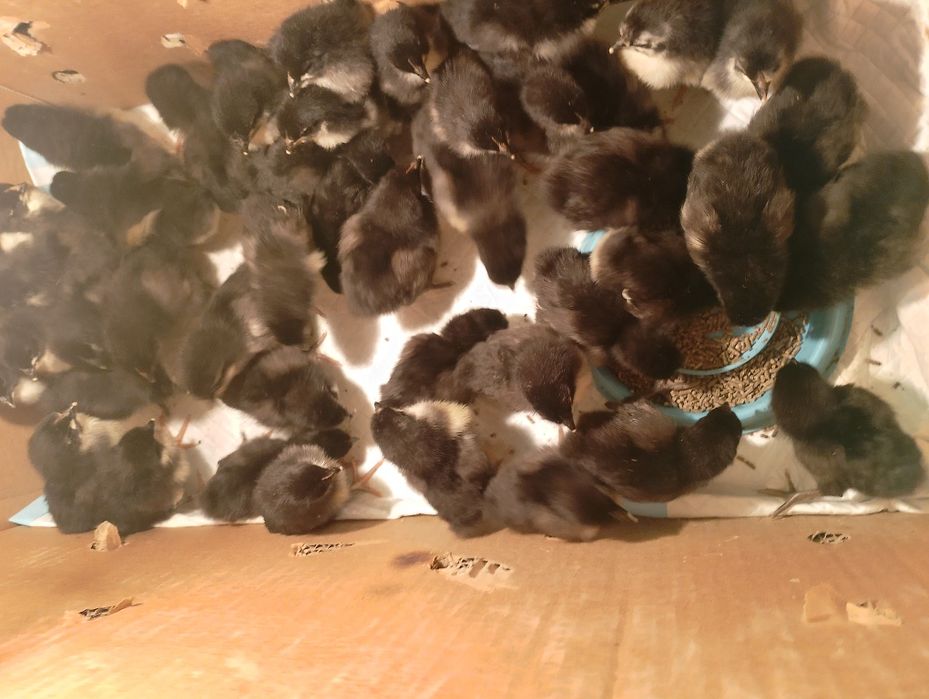 Австролорп балапандары сатылады