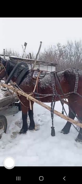 Продам кабылу и мерена