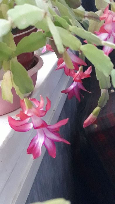 Комнатные растения разные,цены уточняйте!