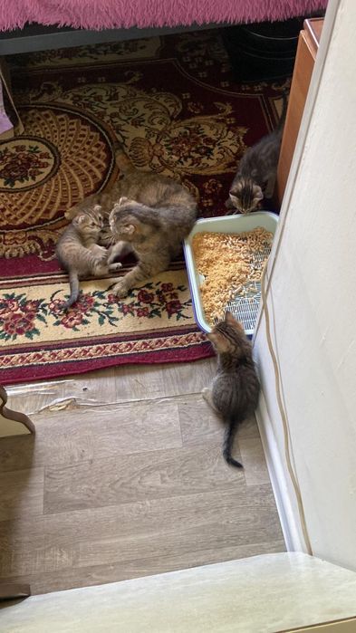 Котята в хорошие руки