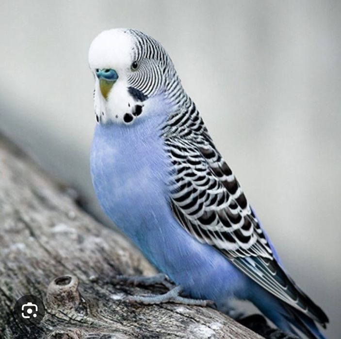 Волнистый папугай сатылады клеткасымен