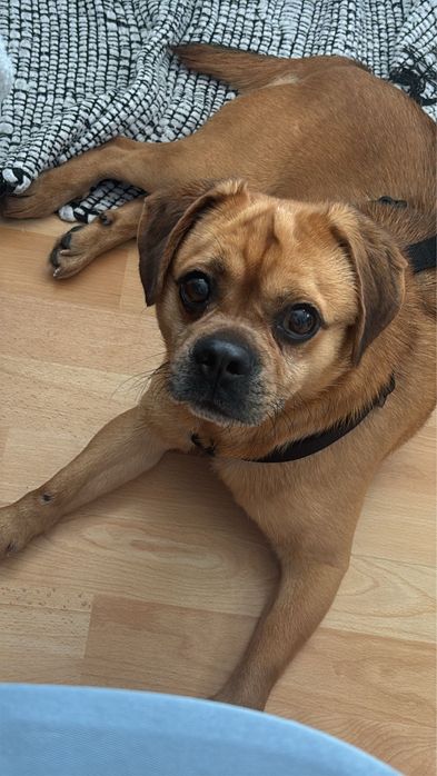 Caine spre adoptie (Pug combinat cu Beagle)