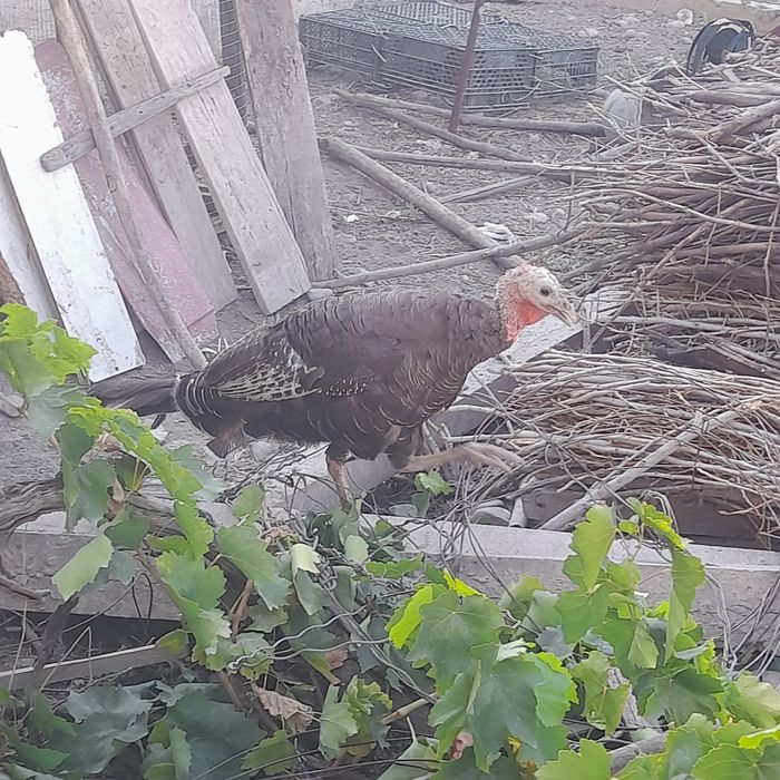 Индюк.  сотилади