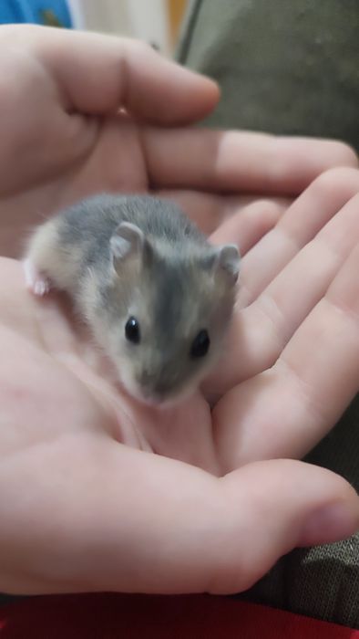 Продаются хомячки