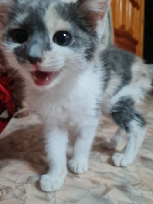 Отдам котёнка девочка