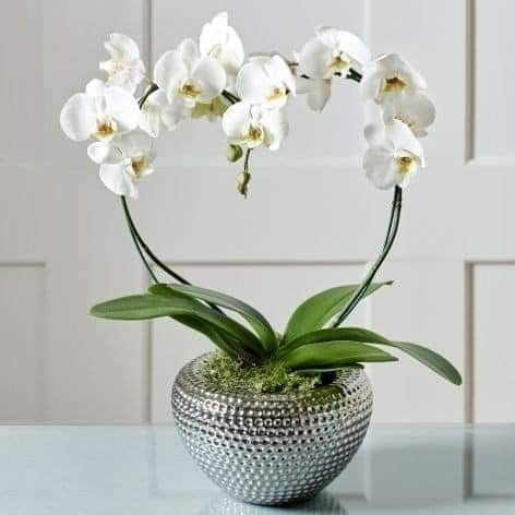 Orxideya hohlagan rangda