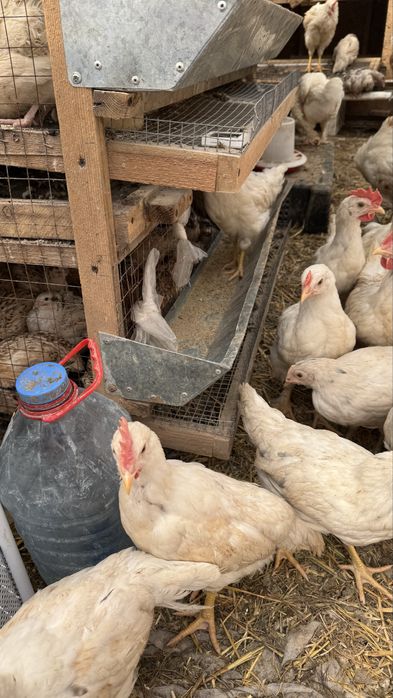 Петухи два месяца