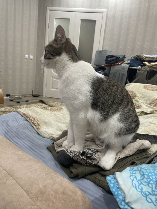 Астана! Котик Теша  ищет хозяев. Кастрирован
