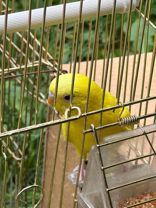 Продам волнистого попугая