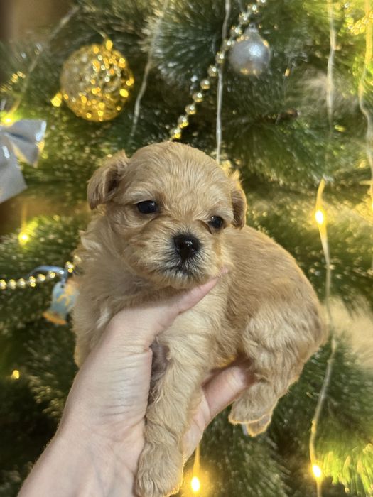 Щенки мальтипу ф1