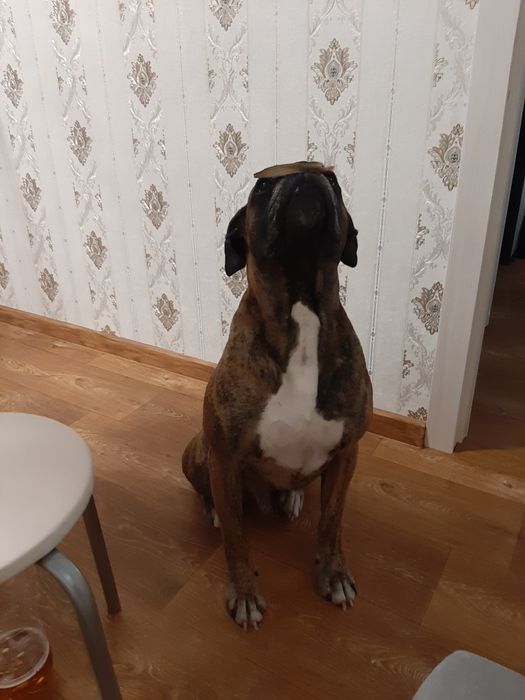 Вязка кабель Боксер