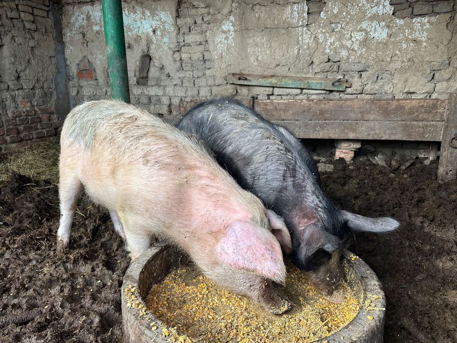 Продавам млади прасета