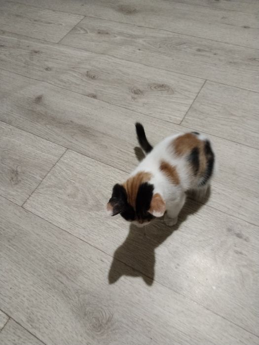 Отдам котенка девочку в добрые руки.