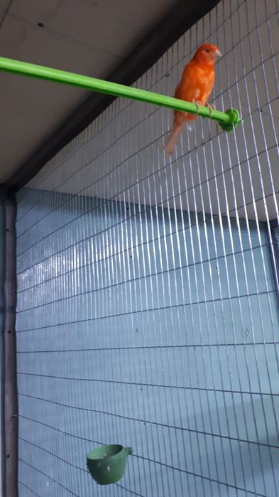 Канарейки, королевские