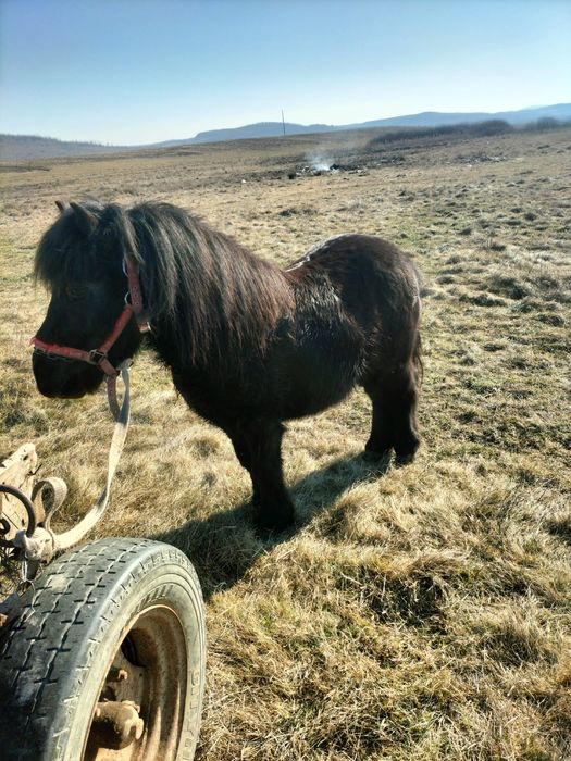 Vând sau schimb poneu cu un cal poneul de 6 ani castrat detalii la tel